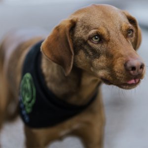 Kuba - Büro-Hund - Team Büro bei evosun GmbH | Photovoltaik Neuburg